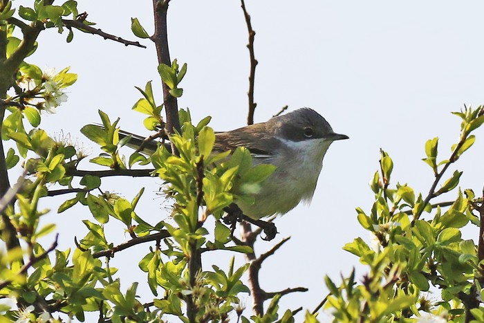 Lesser Whitethroat