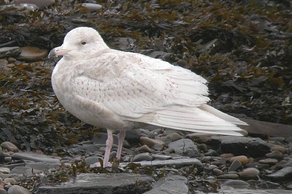 Glaucous Gull
