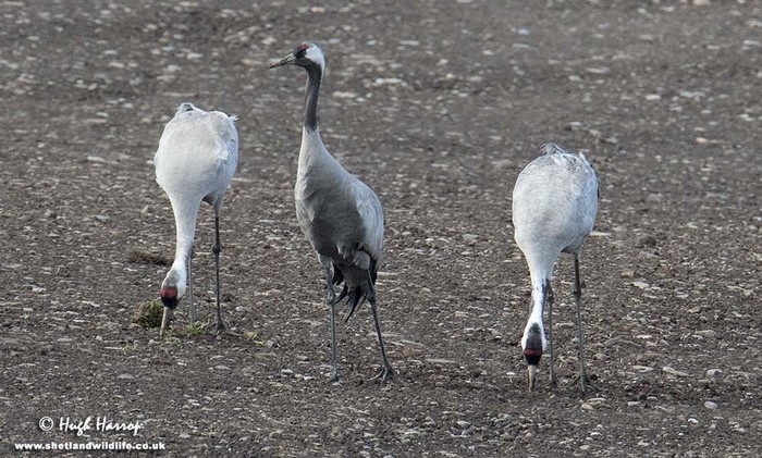 Common Crane