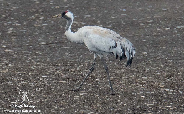 Common Crane