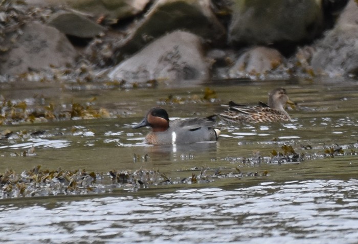 Green-winged Teal