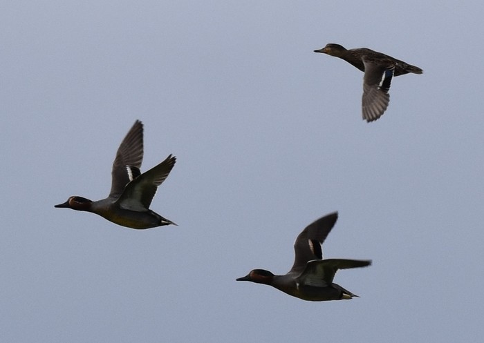 Green-winged Teal