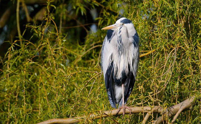 Grey Heron