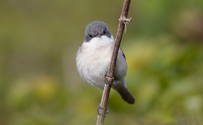 Lesser Whitethroat