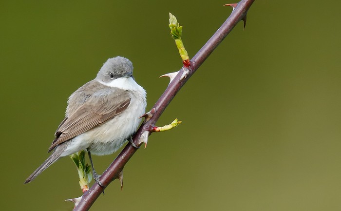 Lesser Whitethroat