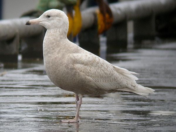 Glaucous Gull