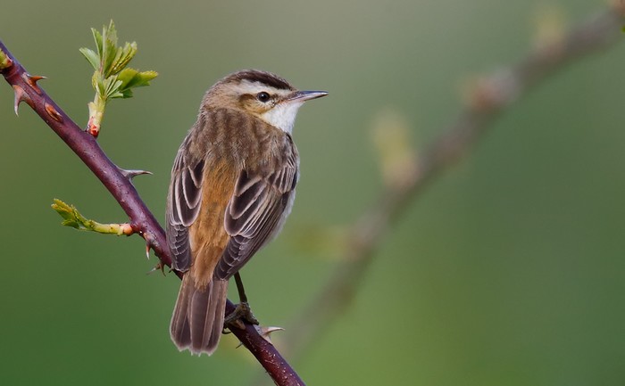 Sedge Warbler