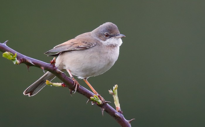 Whitethroat