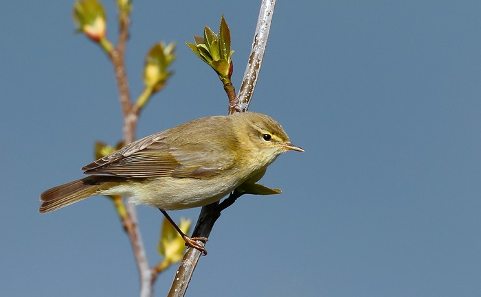 Willow Warbler