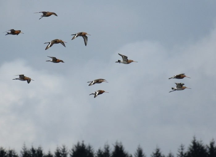 Black-tailed Godwit
