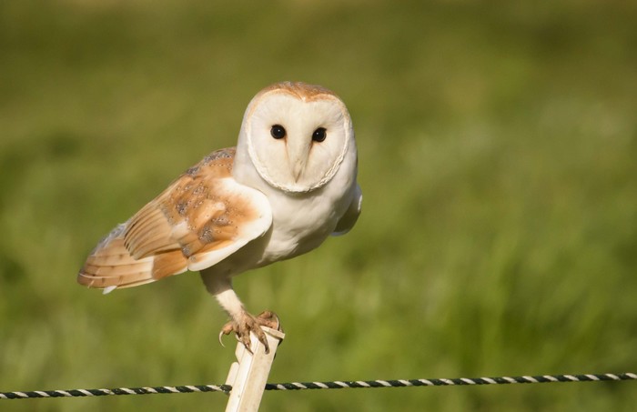 Barn Owl