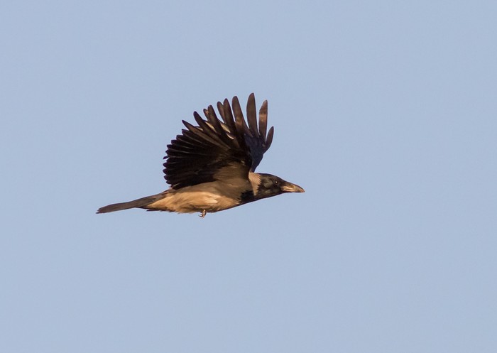 Hooded Crow