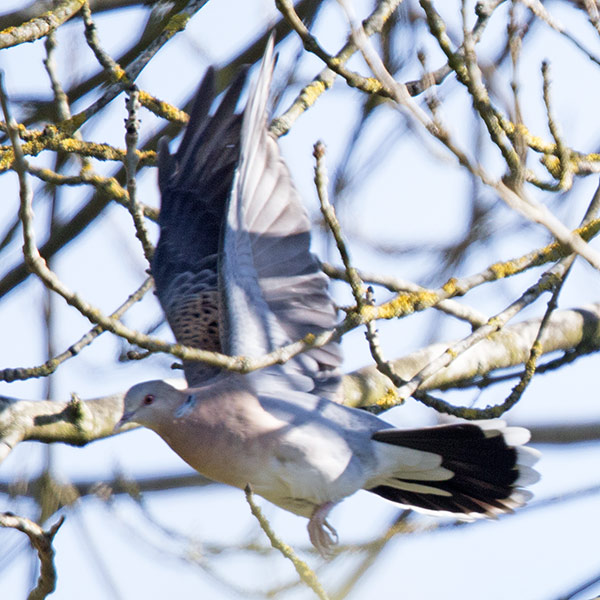 Western Rufous Turtle Dove
