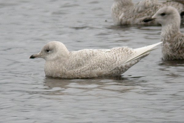 Iceland Gull