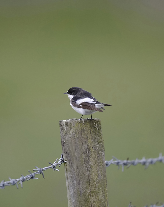 Pied Flycatcher
