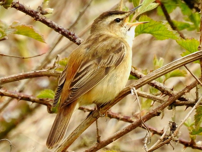 Sedge Warbler