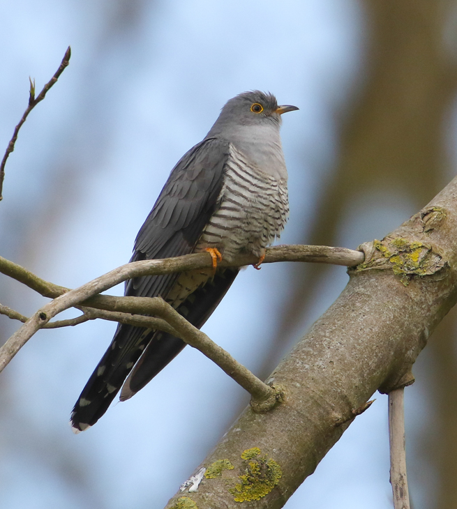 Cuckoo
