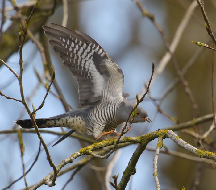 Cuckoo