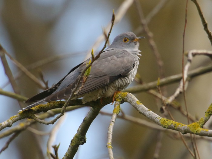 Cuckoo
