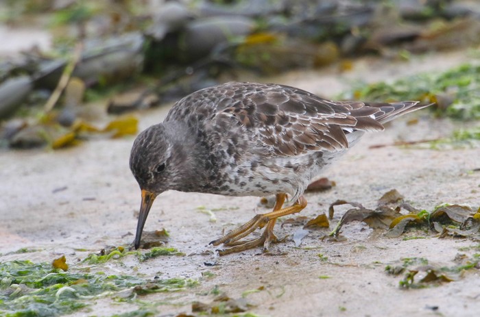 Purple Sandpiper