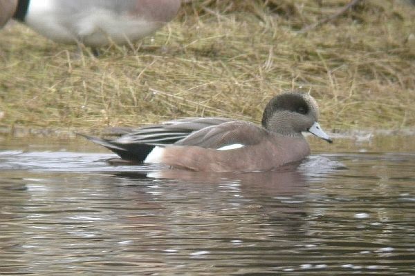 American Wigeon