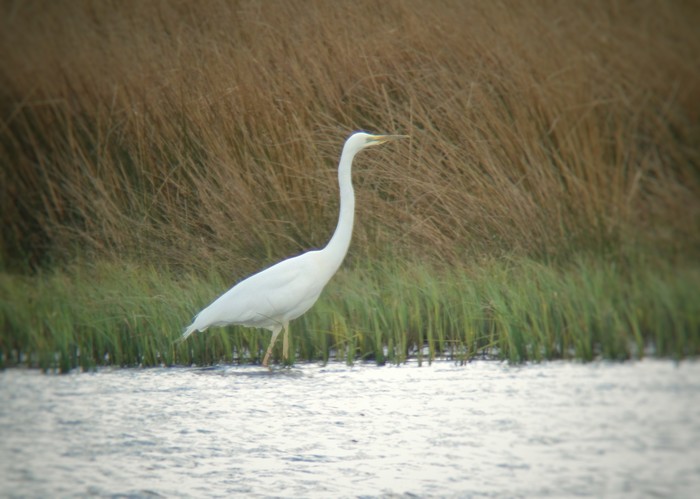 Great White Egret
