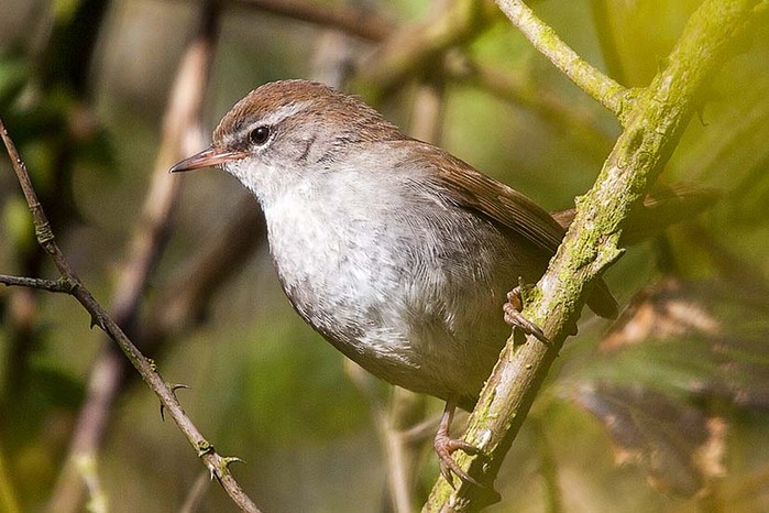 Cetti's Warbler