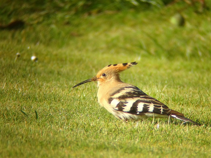 Hoopoe