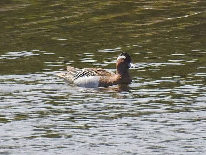 Garganey