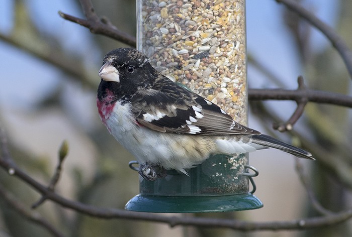 Rose-breasted Grosbeak