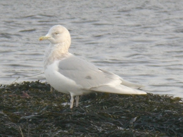 Iceland Gull