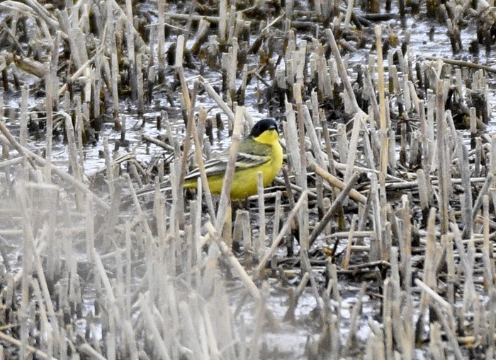 Black-headed Wagtail