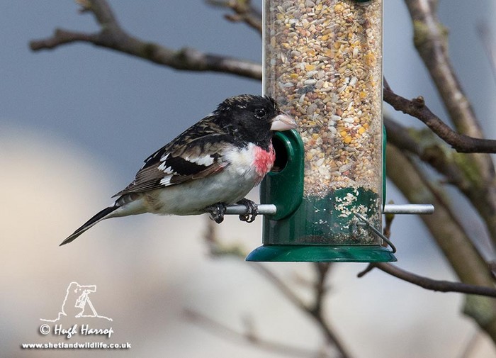 Rose-breasted Grosbeak