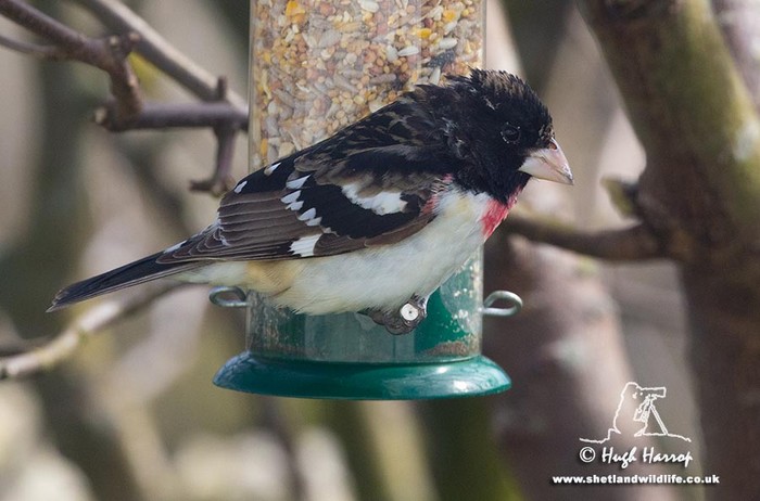 Rose-breasted Grosbeak