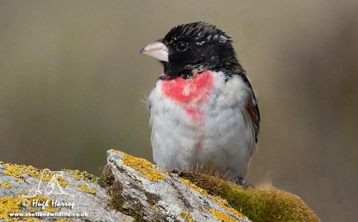 Rose-breasted Grosbeak
