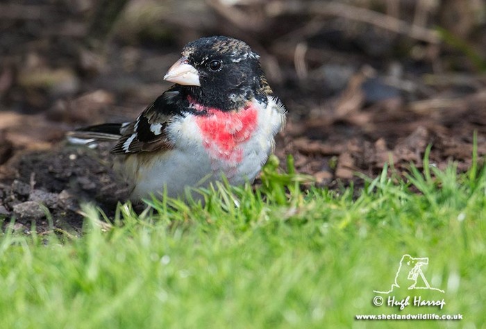 Rose-breasted Grosbeak