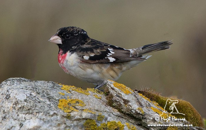 Rose-breasted Grosbeak