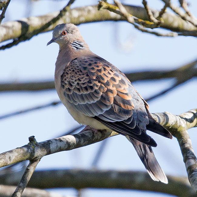 Western Rufous Turtle Dove