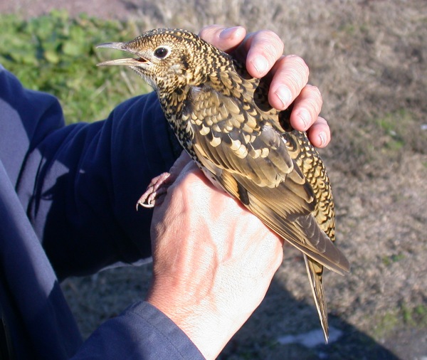 White's Thrush