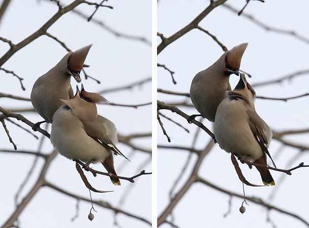 Waxwing