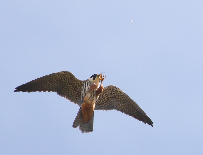 Hobby