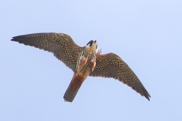 Hobby