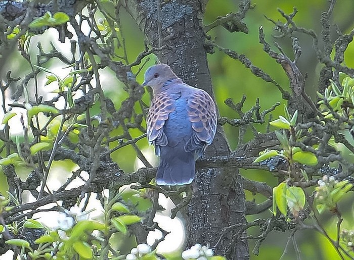 Western Rufous Turtle Dove
