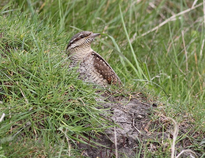 Wryneck