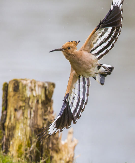 Hoopoe