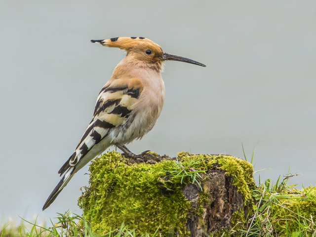 Hoopoe