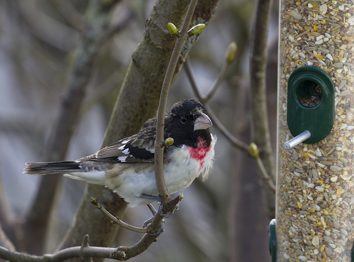 Rose-breasted Grosbeak