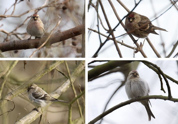 Coues's Arctic Redpoll