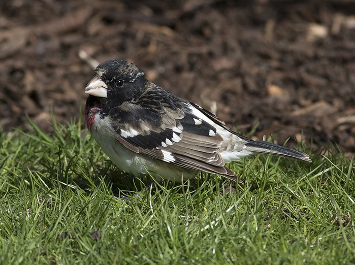 Rose-breasted Grosbeak