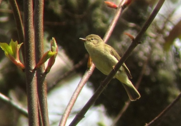 Iberian Chiffchaff